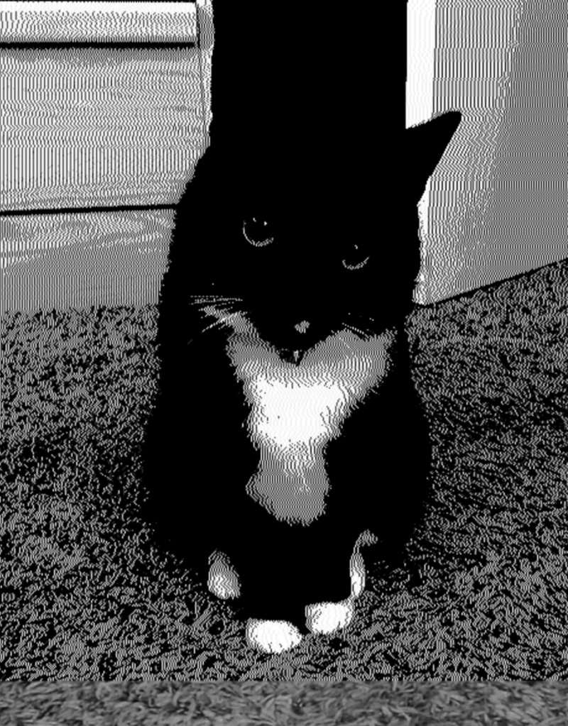 dithered image of Alison's cat made in p5.js Editor
